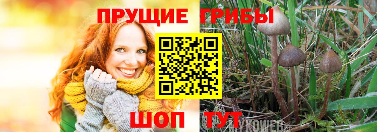 Псилоцибиновые грибы Psilocybine cubensis Братск