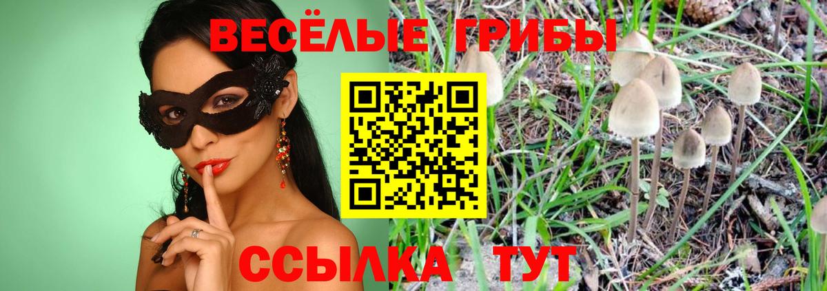 Братск  Псилоцибиновые грибы Psilocybine cubensis  Вход с VPN 
